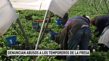 Una publicación alemana denuncia violaciones y abusos en los campos de fresa de Huelva y los sindicatos agrícolas lo desmienten