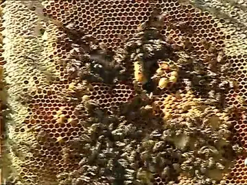 abejas abejas