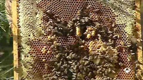 abejas abejas