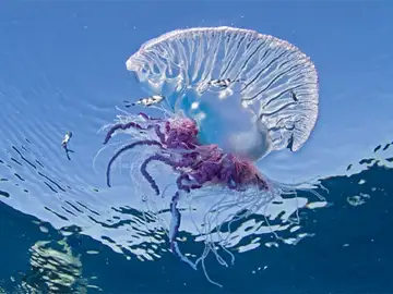 Imagen de una carabela portuguesa Imagen de una carabela portuguesa