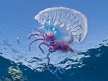 Imagen de una carabela portuguesa Imagen de una carabela portuguesa