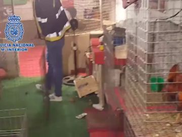 Una operación antidroga descubre un reñidero de gallos en La Línea