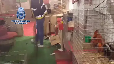 Una operación antidroga descubre un reñidero de gallos en La Línea Una operación antidroga descubre un reñidero de gallos en La Línea