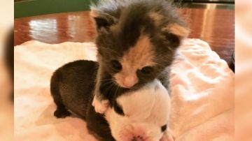 Broccoli y Barnabus Rex