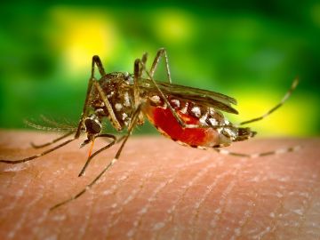Los mosquitos se alimentan de las proteínas de nuestra sangre 