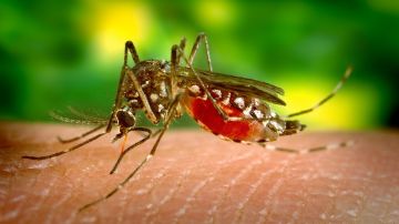 Los mosquitos se alimentan de las proteínas de nuestra sangre 