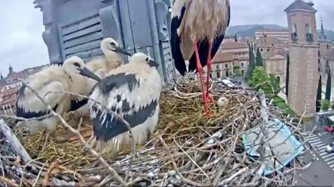 Los cigo&ntilde;inos youtubers de Alcal&aacute; de Henares ya est&aacute;n anillados 