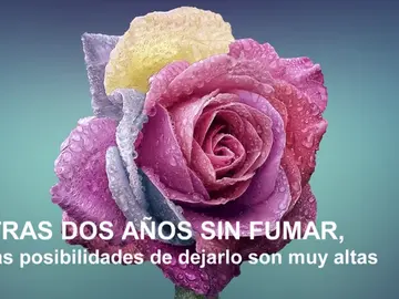 Día Mundial Sin Tabaco: estos son algunos datos que no conocías Día Mundial Sin Tabaco: estos son algunos datos que no conocías