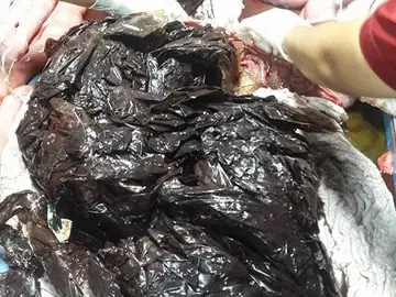 La ballena fallecida tenía 80 bolsas de plástico en su interior La ballena fallecida tenía 80 bolsas de plástico en su interior