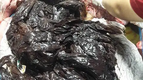 La ballena fallecida tenía 80 bolsas de plástico en su interior La ballena fallecida tenía 80 bolsas de plástico en su interior