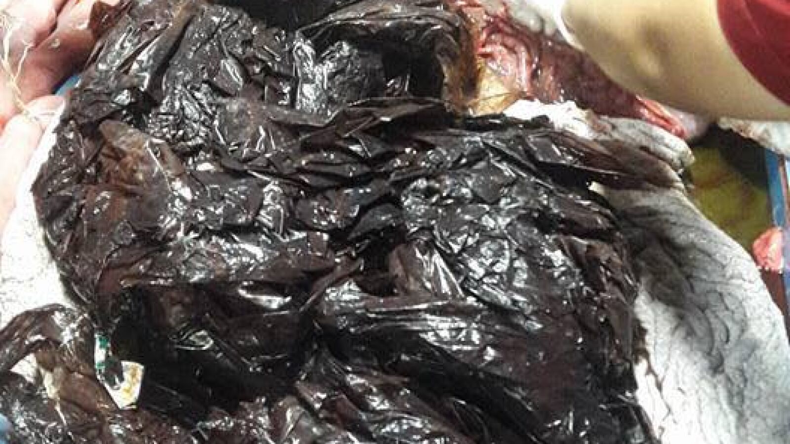 <p>La agónica muerte de una ballena en Tailandia con 80 bolsas de plástico en su estómago</p>