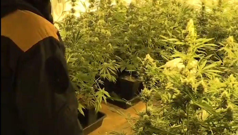 Plantación de marihuana intervenida por los Mossos
