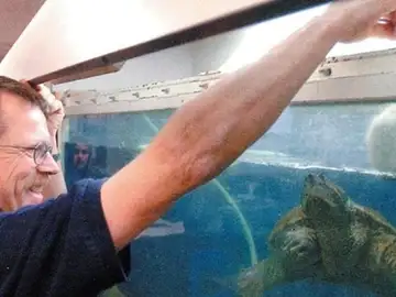 El profesor alimentando a la tortuga El profesor alimentando a la tortuga