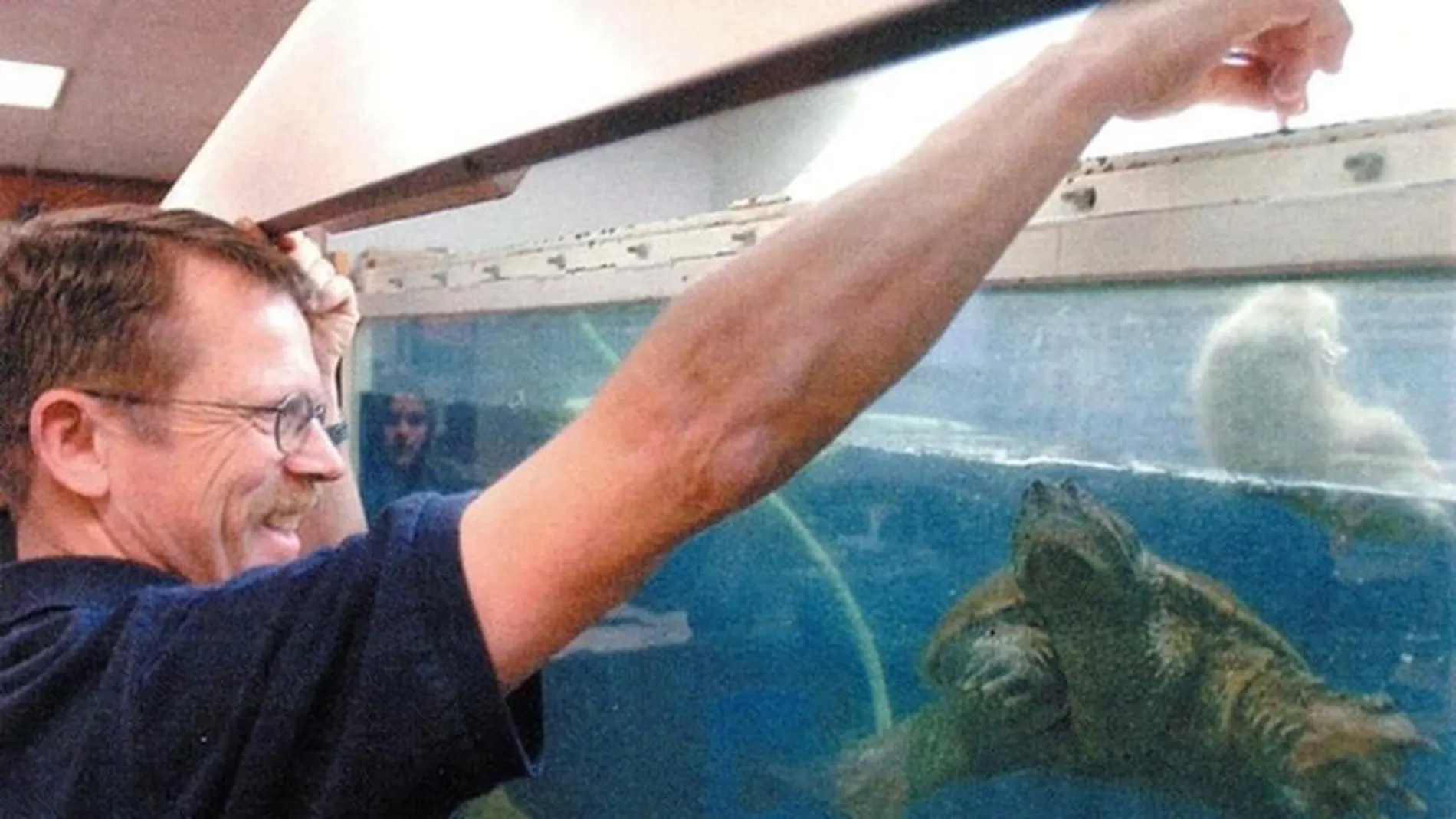 El profesor alimentando a la tortuga El profesor alimentando a la tortuga