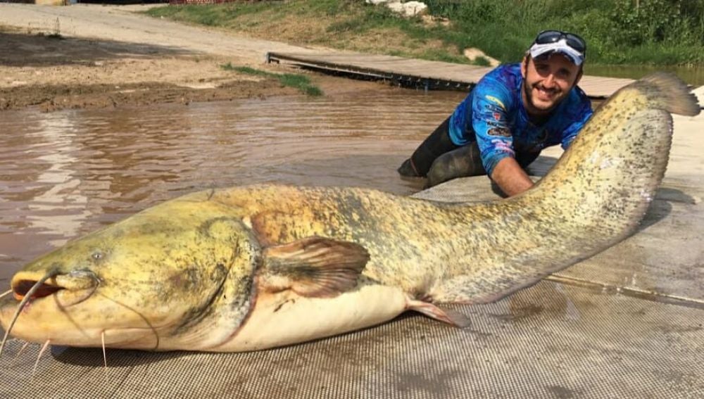 El pescador con el siluro