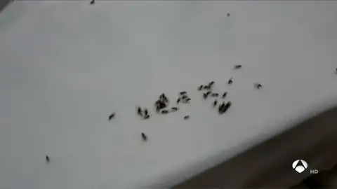 hormigas hormigas