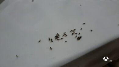 VÍDEO: Una plaga de hormigas voladoras invade las terrazas y restaurantes de Torremolinos