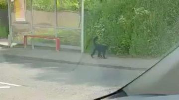 Un mono se escapa de un zoo de Belfast