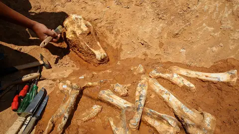 Los paleontólogos están trabajando en una excavación en un lecho de un río en Pikermi, Attica (10-06-2018) Los paleontólogos están trabajando en una excavación en un lecho de un río en Pikermi, Attica (10-06-2018)