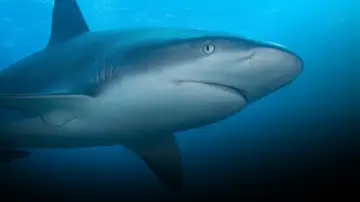 Alerta en América: Tiburones (Sección)