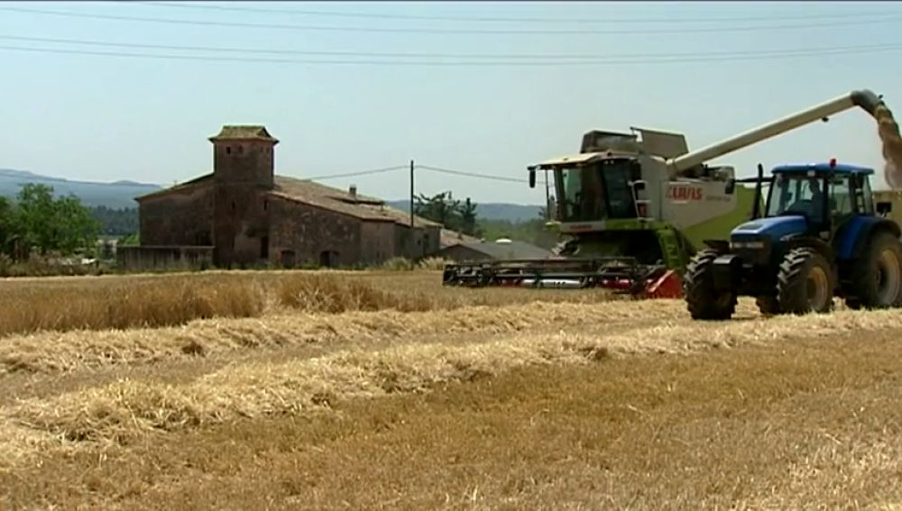 Las lluvias ha aumentado la cosecha de cereales, a pesar del retraso de la campaña de recogida