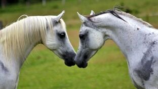 Dos caballos