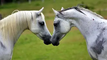 Dos caballos Dos caballos