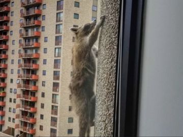 El mapache escalando el edificio