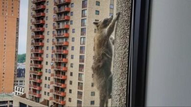 Un mapache mantiene en vilo a miles de usuarios de las redes sociales al escalar un edificio de 25 plantas