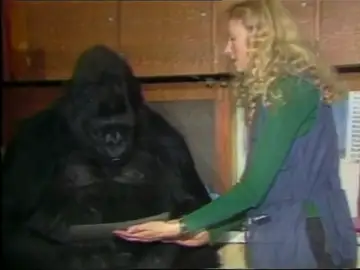Muere Koko, la gorila que aprendió a usar la lengua de signos Muere Koko, la gorila que aprendió a usar la lengua de signos