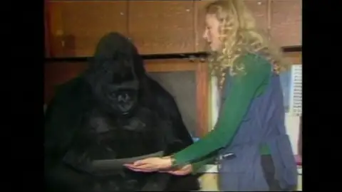 Muere Koko, la gorila que aprendió a usar la lengua de signos Muere Koko, la gorila que aprendió a usar la lengua de signos