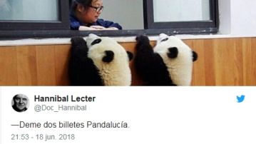 Dos osos panda Dos osos panda