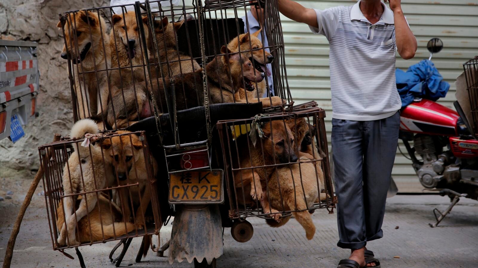 Las propiedades de la carne de perro, que ahora dejará de consumirse en Corea del Sur