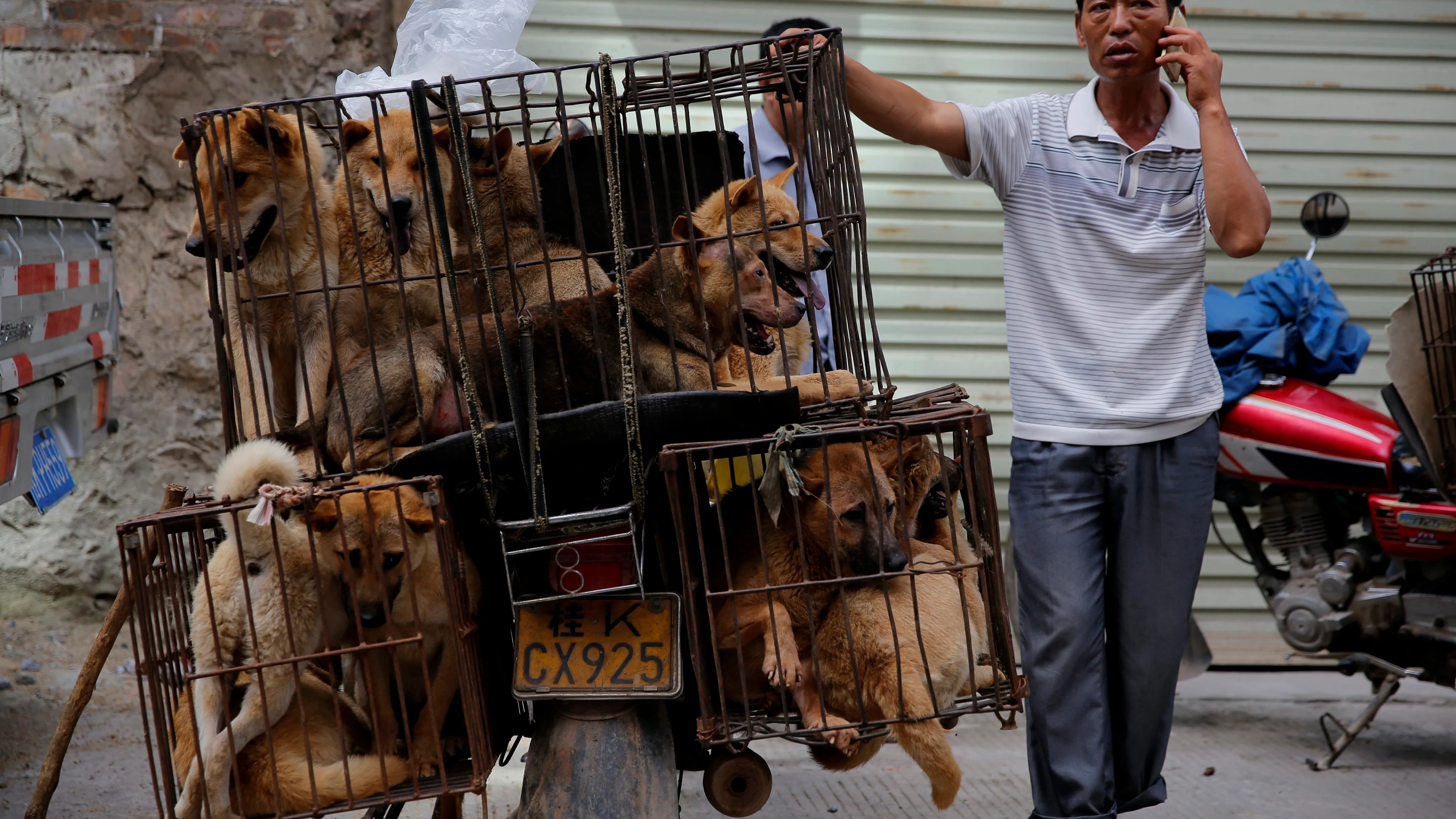 El Dr. Alex Yáñez de la Cal aclara si es insano comer carne de perro China celebra su festival anual de carne de perro pese a las advertencias de riesgo para salud