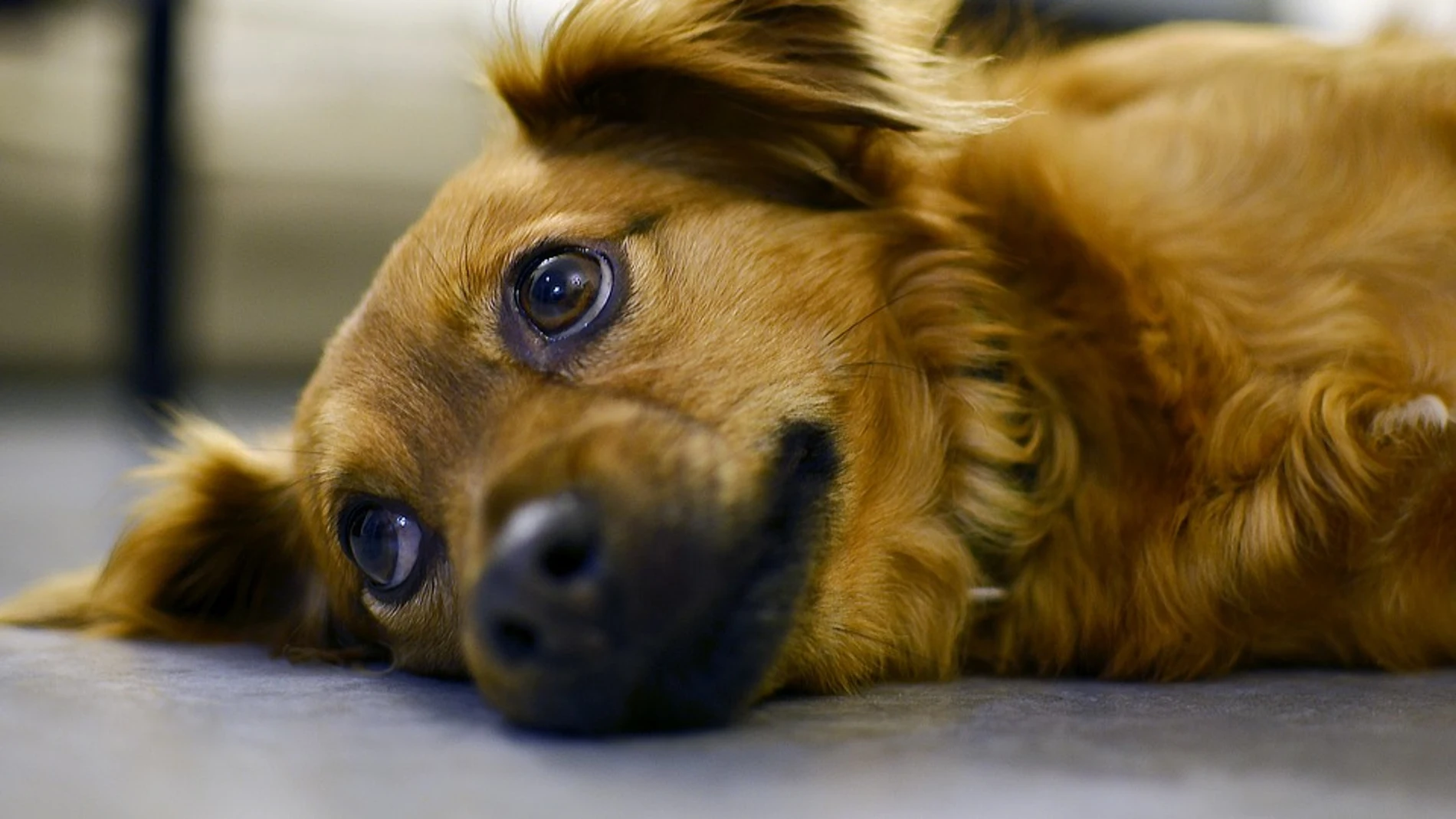 Imagen de archivo Imagen de archivo