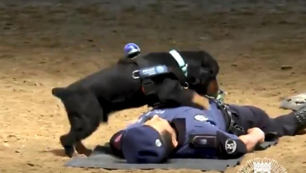 Poncho, el perro policía