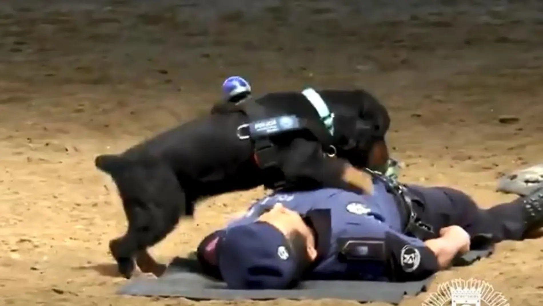 Poncho, el perro policía Poncho, el perro policía