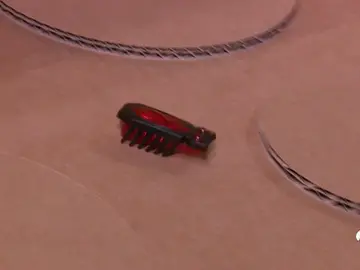 BICHOS BICHOS