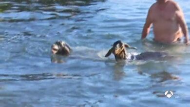 Un millar de cabras se bañan en una playa de Tenerife para llevar a cabo el rito de la fertilidad