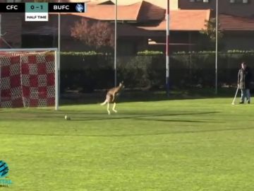 Un canguro se cuela en la mitad de un partido de fútbol