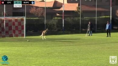 Un canguro se cuela en un partido de fútbol