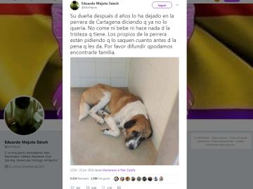Perro abandonado en Cartagena Perro abandonado en Cartagena