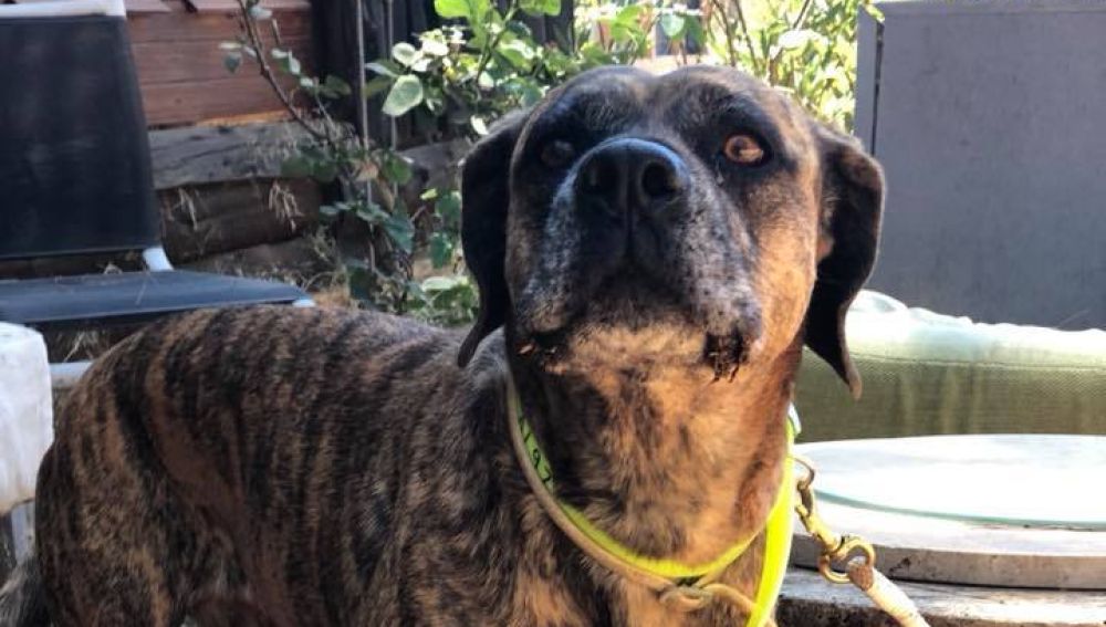 El perro rescatado de la pista del aeropuerto
