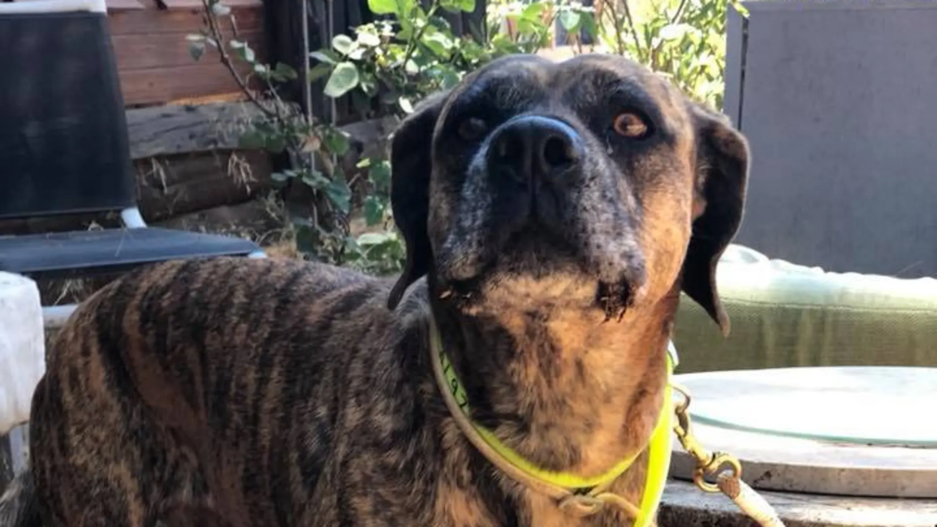 El perro rescatado de la pista del aeropuerto El perro rescatado de la pista del aeropuerto