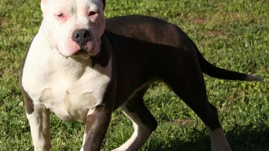 Perro de la raza American Stanford Perro de la raza American Stanford