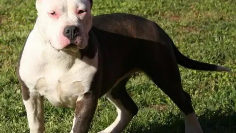 Perro de la raza American Stanford Perro de la raza American Stanford