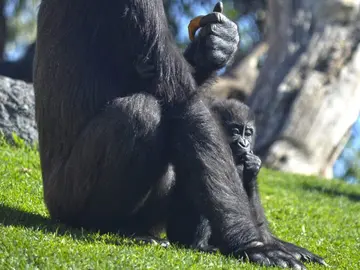 Mbeli, la bebé gorila fallecida Mbeli, la bebé gorila fallecida