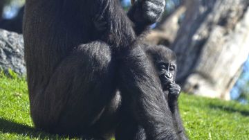 Mbeli, la bebé gorila fallecida
