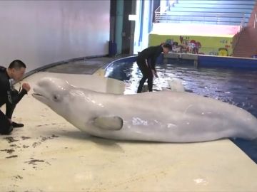 Dos ballenas belugas de un acuario de China entrenan para ser trasladadas a un santuario para cetáceos en Islandia Dos ballenas belugas de un acuario de China entrenan para ser trasladadas a un santuario para cetáceos en Islandia