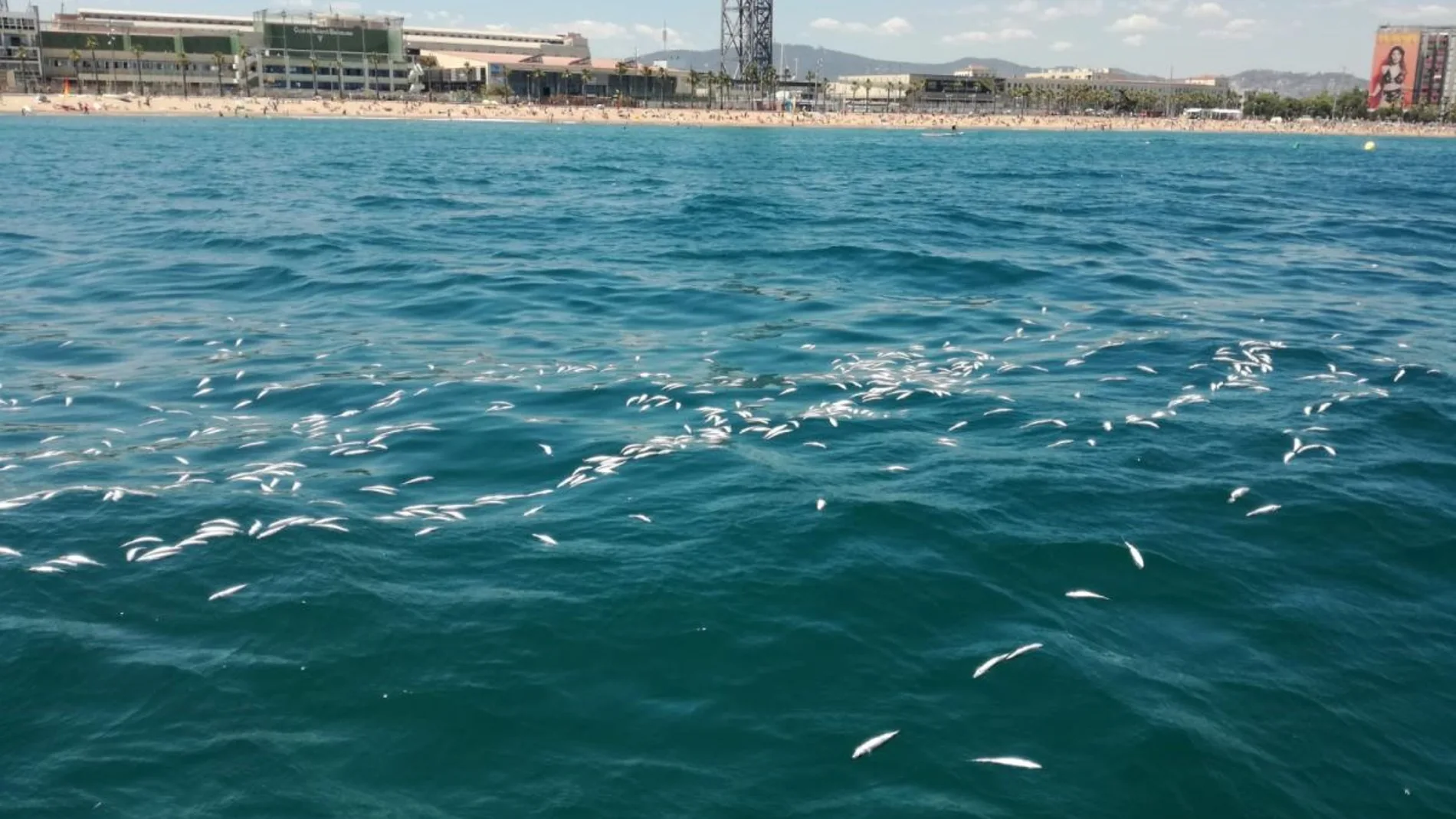 Peces muertos frente a la playa de la Barceloneta Peces muertos frente a la playa de la Barceloneta